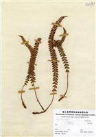 藏品(芽胞耳蕨)的圖片